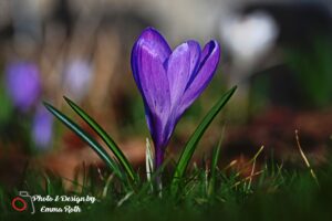 2632 Krokus