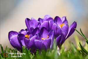 2637 Krokus