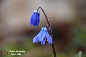 2643 Scilla